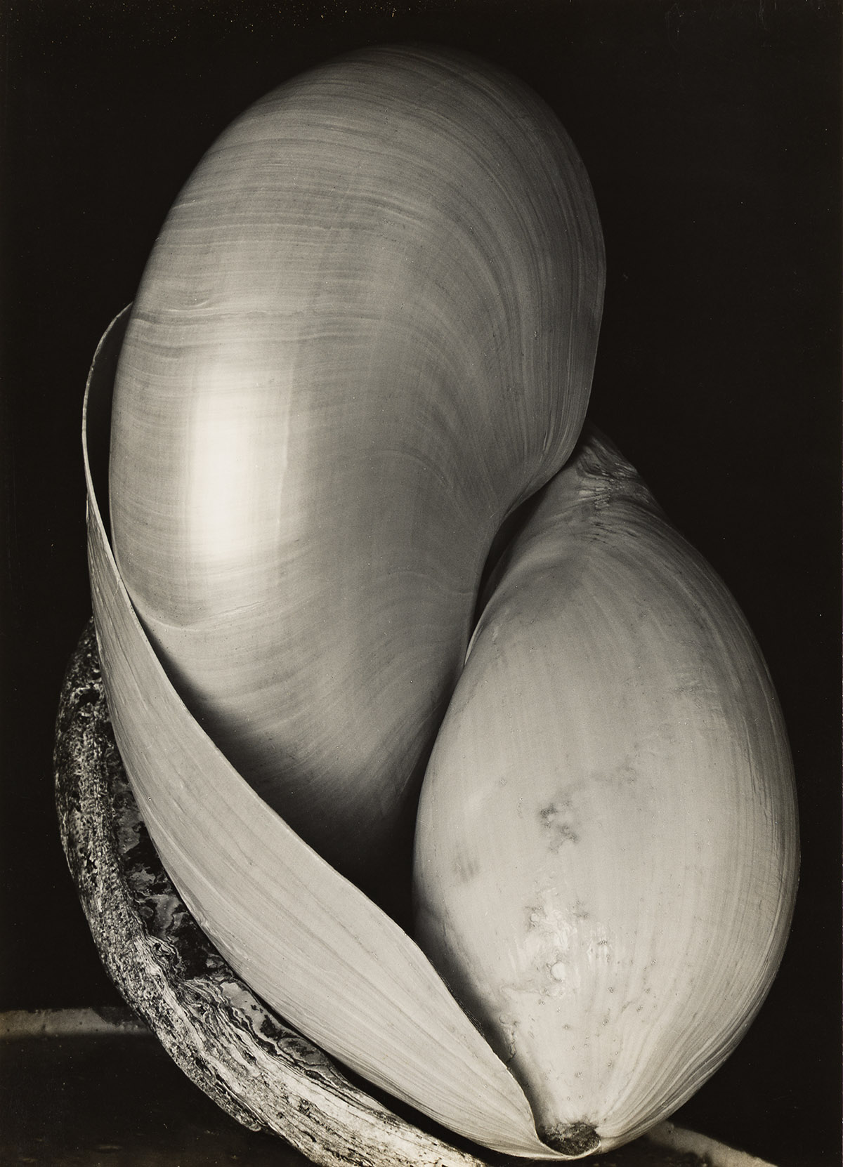 EDWARD WESTON (1886-1958) Shells.